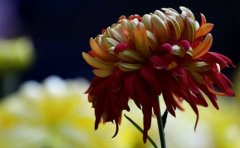 <b>菊花苗什么時(shí)候栽種最合適</b>