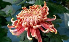 <b>2020年菊花種苗苗品種批發(fā)價(jià)格</b>