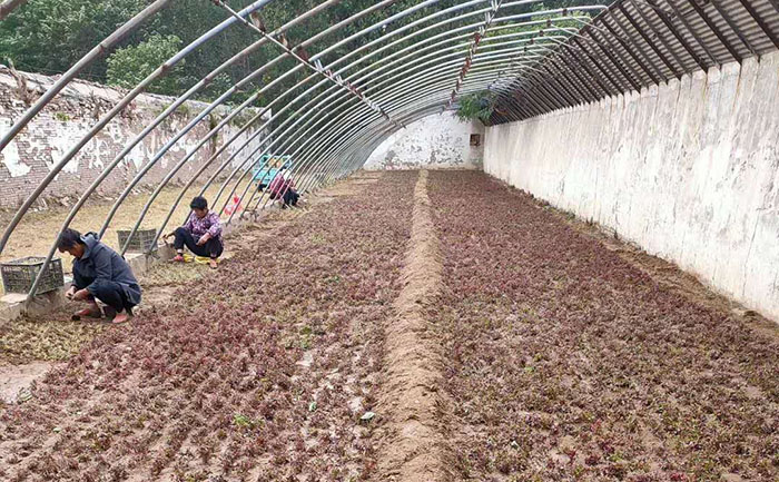 工人在對(duì)五色草進(jìn)行插桿作業(yè)