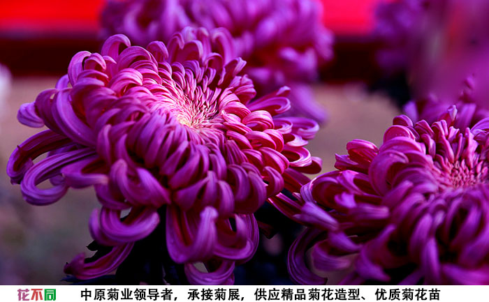 紫強大菊花種苗基地實拍圖片