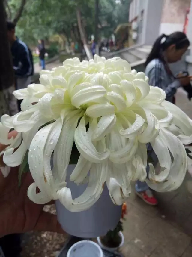 白色案頭菊實拍圖