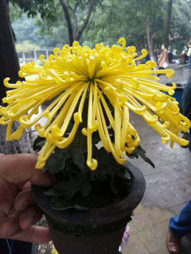 愛的黃虹案頭菊實拍圖