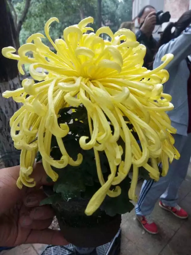 麥浪案頭菊實拍圖