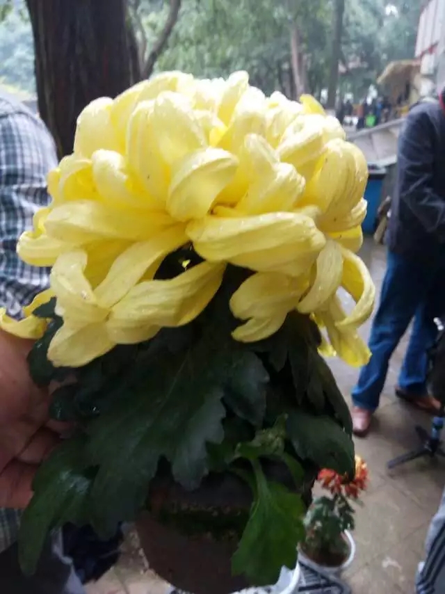 黃色案頭菊現(xiàn)場實拍圖