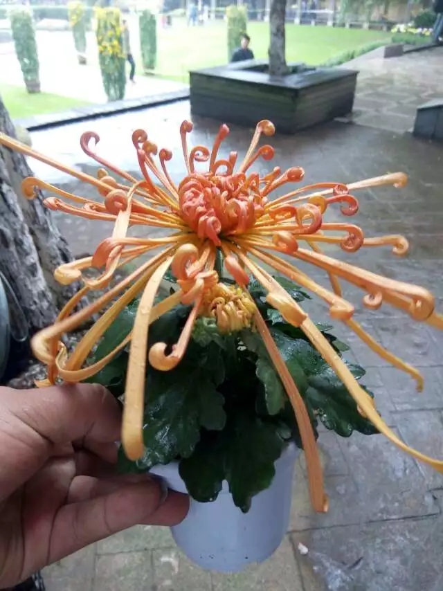 泉鄉(xiāng)沖天案頭菊實拍圖