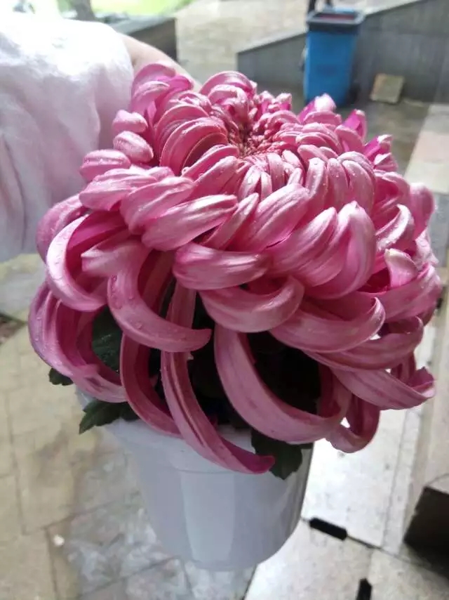 粉色案頭菊實拍圖