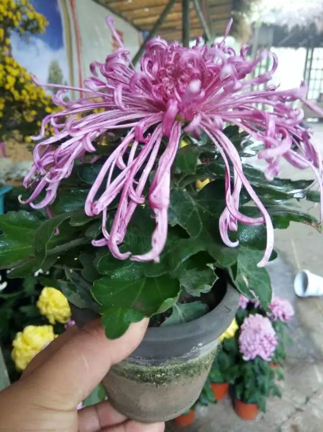 岸的赤星案頭菊實拍圖