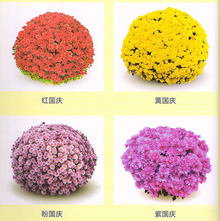 小菊系菊花-國(guó)慶菊