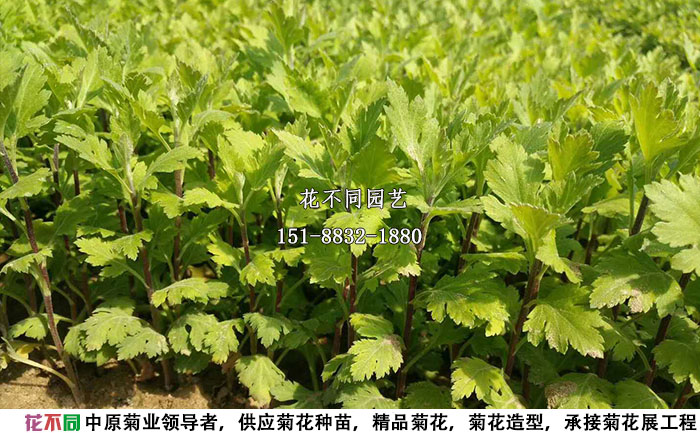 獨(dú)本菊種苗近景實(shí)拍圖