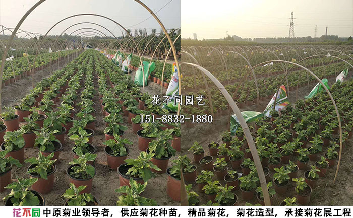 還未開花的獨(dú)本菊實(shí)拍圖