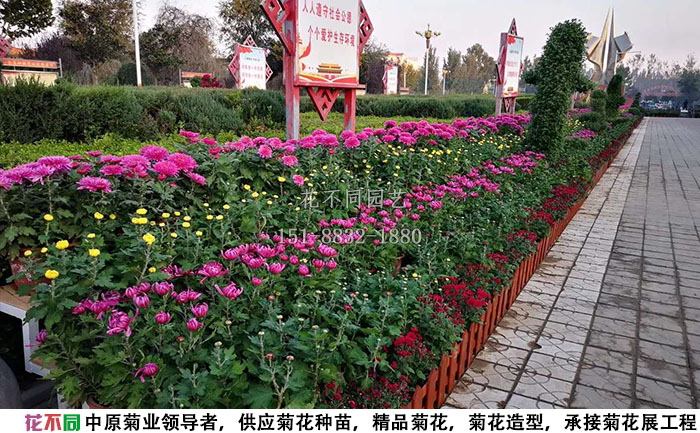 多頭菊現(xiàn)場(chǎng)實(shí)拍圖