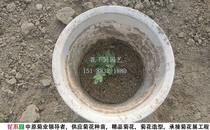 剛移栽到花盆里的多頭菊實(shí)拍圖