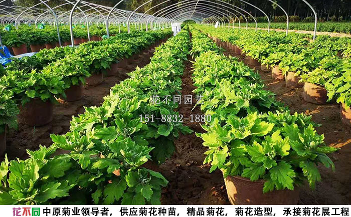 6月份的多頭菊種植基地實(shí)拍圖