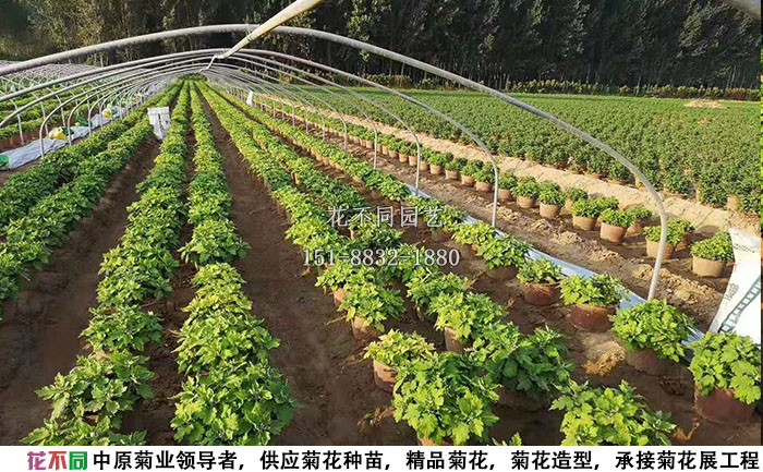 6月份的多頭菊現(xiàn)場(chǎng)實(shí)拍圖