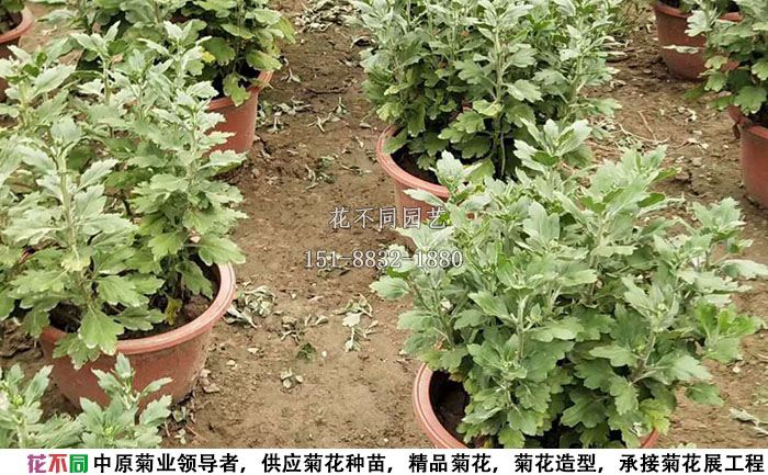 8月份的多頭菊實(shí)拍圖