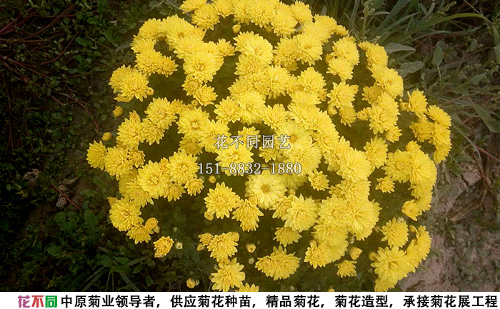 黃國慶千頭菊實拍圖