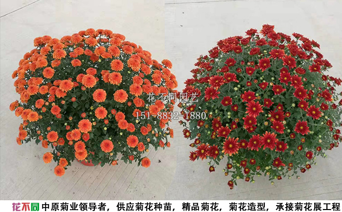 紫國慶千頭菊實拍圖