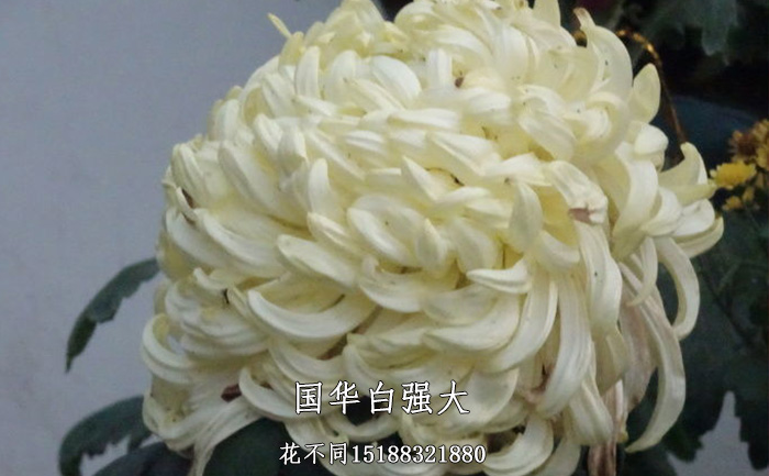 觀賞菊花品種-國華白強(qiáng)大