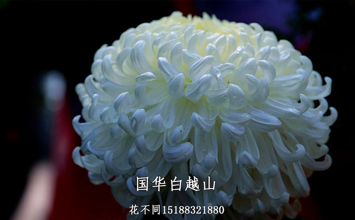 觀賞菊花品種-國華白越山