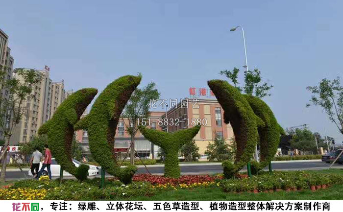 動(dòng)物綠雕造型-海豚現(xiàn)場(chǎng)實(shí)拍圖