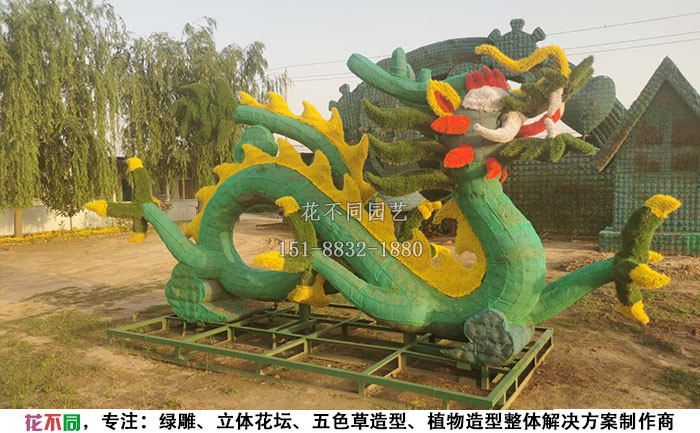 植物綠雕動物造型骨架-盤龍現(xiàn)場實(shí)拍圖