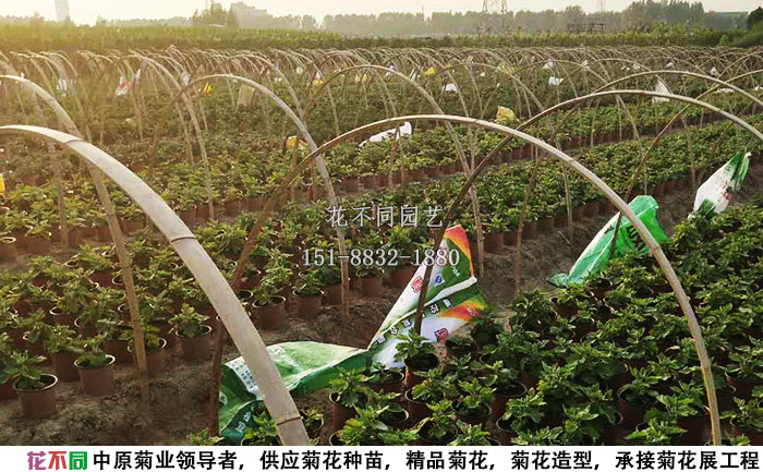 正在進行短日照處理的菊花