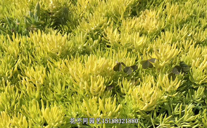 金葉佛甲草細節(jié)圖