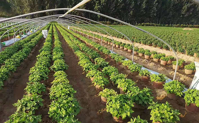 開封菊花基地實(shí)拍圖