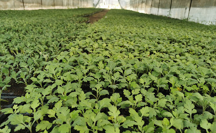 開封菊花種苗培育基地實(shí)拍圖