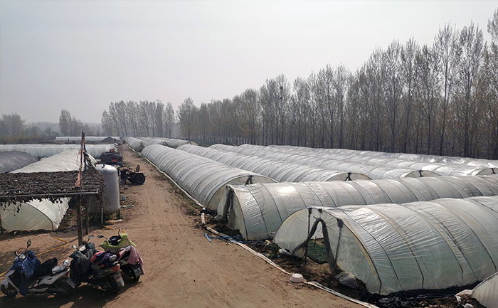 開封菊花種苗培育基地實(shí)拍圖