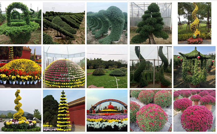 開封菊花基地培育的菊花造型品種實(shí)拍圖