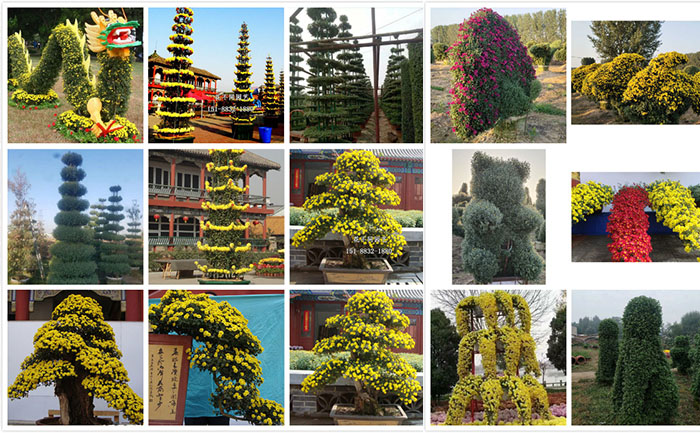 開封菊花基地培育的菊花造型品種實(shí)拍圖