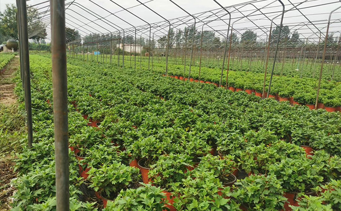 中國最大的菊花基地實拍圖