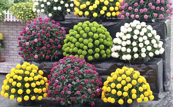 乒乓菊實物照片