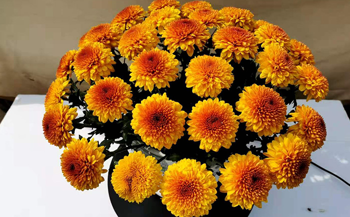 橙色乒乓菊實物圖