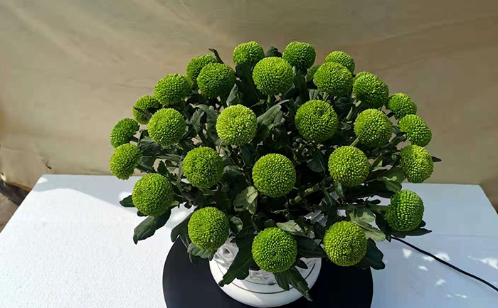 綠色乒乓菊實物圖