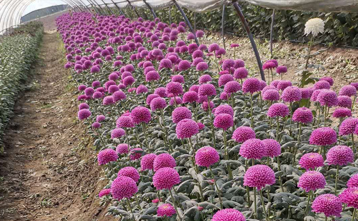 乒乓菊基地實拍圖