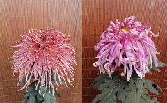 <b>獨(dú)本菊花圖片</b>