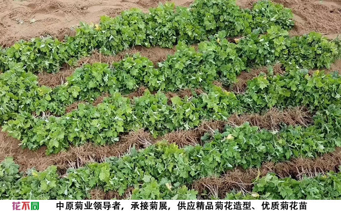 起出來的菊花種苗