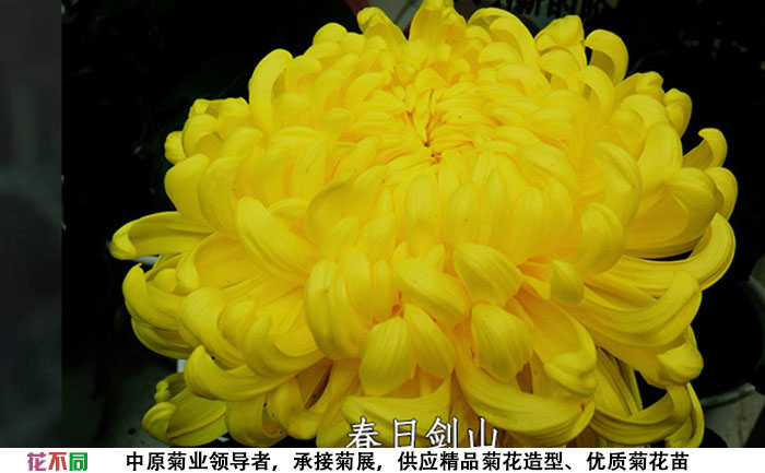 菊花苗的品種-春日見(jiàn)山