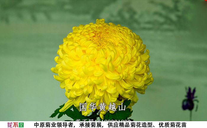 菊花苗的品種-國(guó)華黃越山