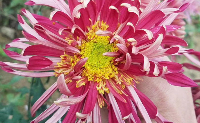 盆栽獨(dú)本菊金杯大紅實(shí)拍照