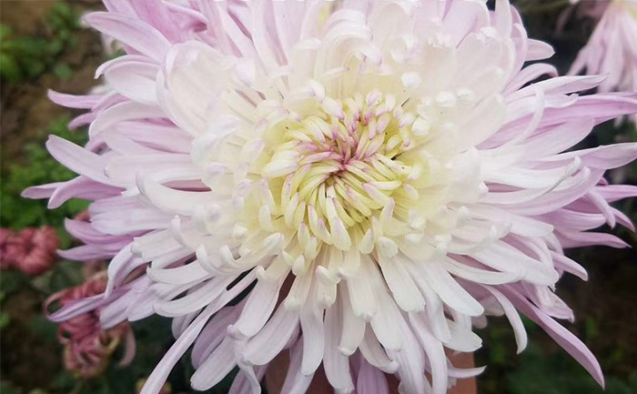 盆栽獨(dú)本菊粉末世界實(shí)拍圖