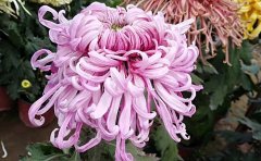 <b>獨(dú)本菊的栽培技術(shù)</b>