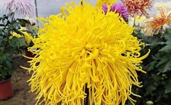 <b>開封獨(dú)本菊培育種植基地</b>