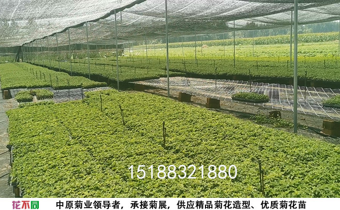 開封菊花苗銷售基地實(shí)拍圖