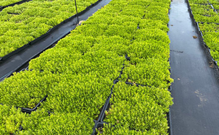 方盤金葉佛甲草照片