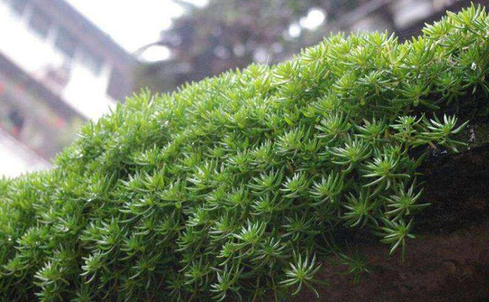 陽(yáng)臺(tái)上的金葉佛甲草照片