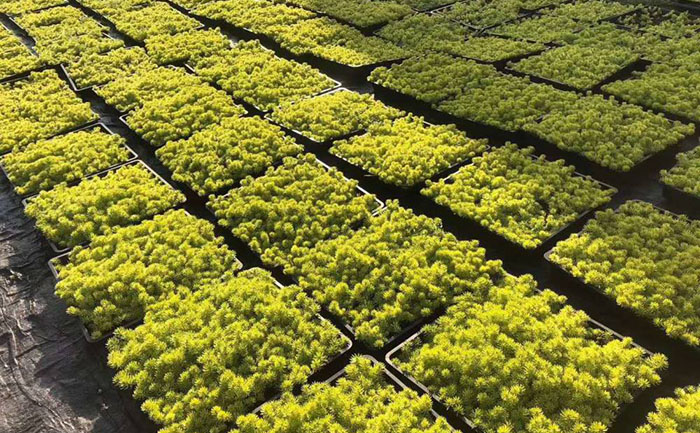 方盤金葉佛甲草照片