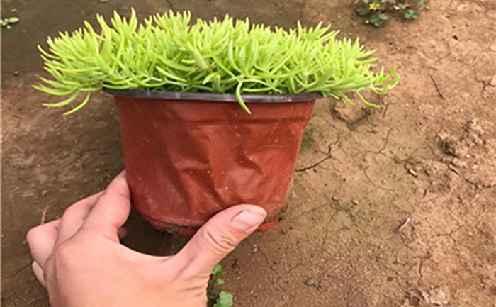 雙色盆金葉佛甲草照片